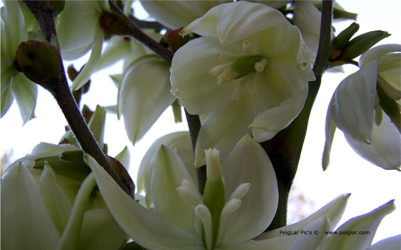 plants 100_1424dt.jpg